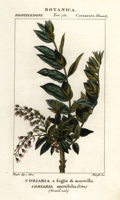 Redoul træ, Coriaria myrtifolia af Stanghi Stanghi