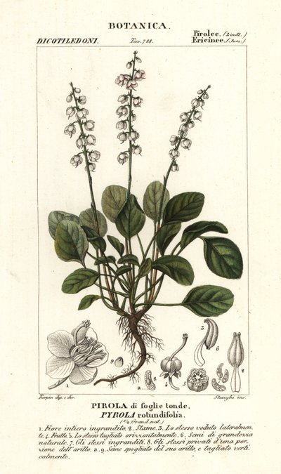 Rundbladet vintergrøn, Pyrola rotundifolia af Stanghi Stanghi