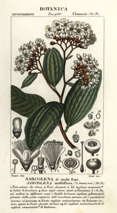 Sarcolaena multiflora af Stanghi Stanghi