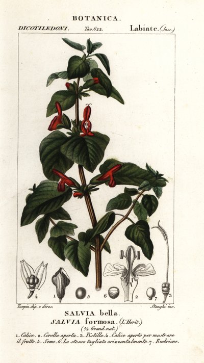 Skinsbladet salvie, Salvia formosa af Stanghi Stanghi