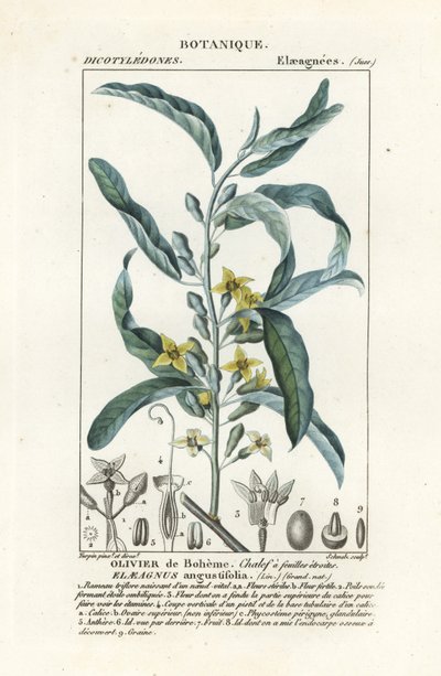 Sølvbær eller oleaster, Elaeagnus angustifolia af Stanghi Stanghi