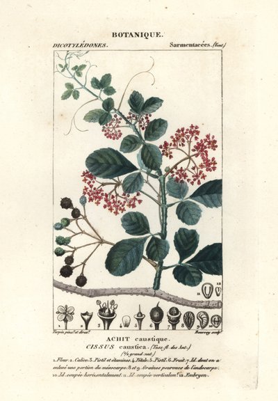 Skebladtrebine, Cissus obovata af Stanghi Stanghi