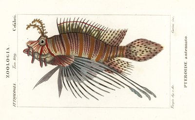 Spotfin løvefisk, Pterois antennata af Stanghi Stanghi