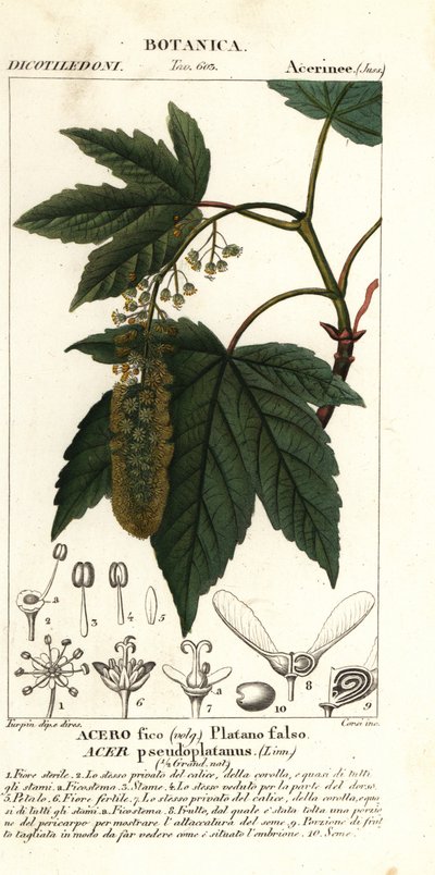Sycamore ahorn eller planetree ahorn, Acer pseudoplatanus af Stanghi Stanghi
