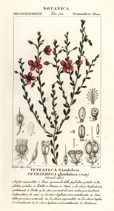 Tetratheca glandulosa af Stanghi Stanghi