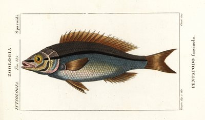 Gevindbrasen, Pentapodus fasciuola af Stanghi Stanghi