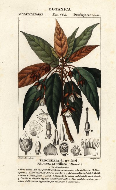 Trochetia triflora af Stanghi Stanghi