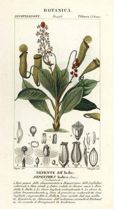 Tropisk kandeplante, Nepenthes destillatoria af Stanghi Stanghi