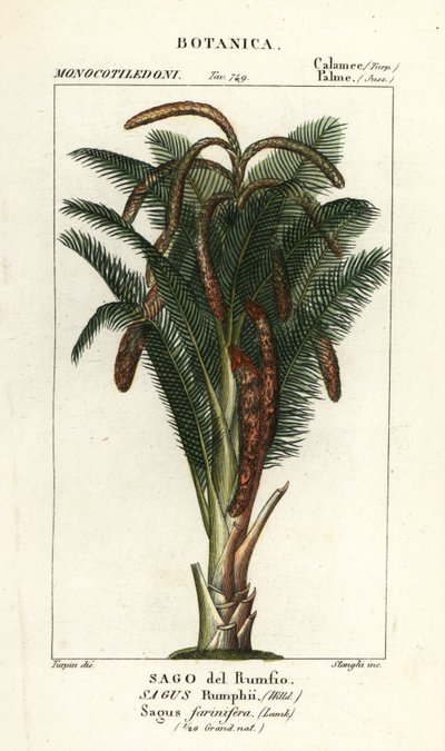 True sago palm, Metroxylon sagu af Stanghi Stanghi