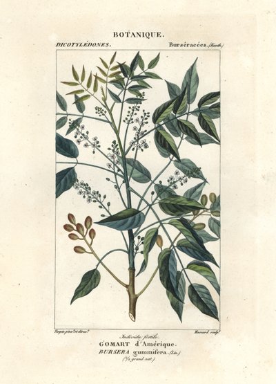 Terpentintræ, Bursera simaruba af Stanghi Stanghi