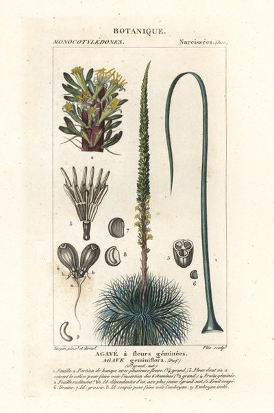 Tvillingblomstret agave, Agave geminiflora af Stanghi Stanghi