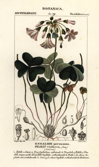 Violet træsyre, Oxalis violacea af Stanghi Stanghi