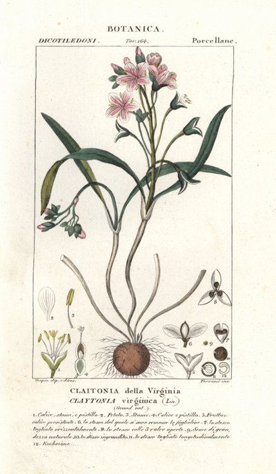 Virginia springbeauty, Claytonia virginica af Stanghi Stanghi