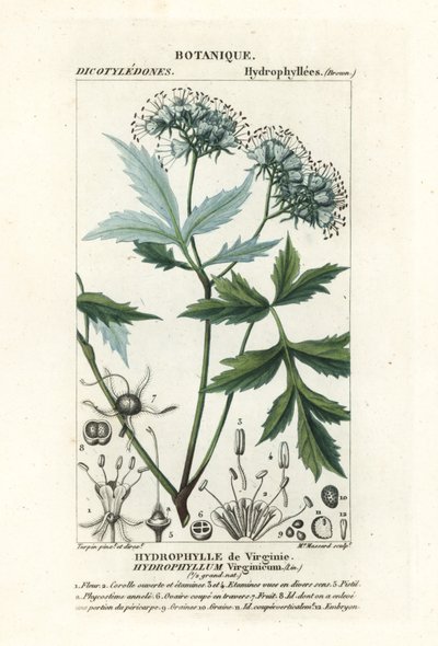 Virginia vandblad, Hydrophyllum virginianum af Stanghi Stanghi