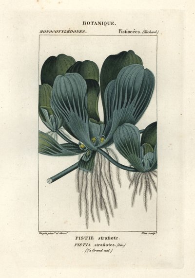 Vandsalat eller nilkål, Pistia stratiotes af Stanghi Stanghi