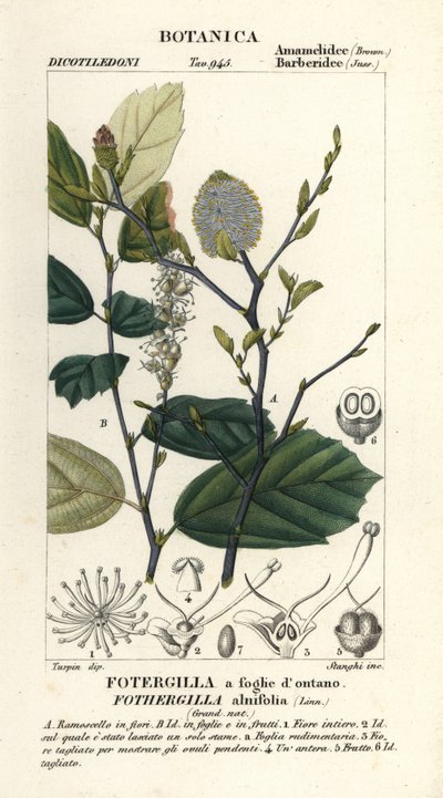 Hekseældste, Fothergilla gardenii af Stanghi Stanghi