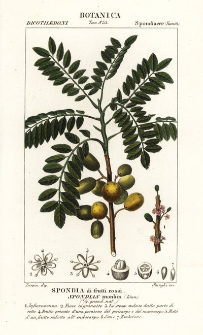 Gul mombin eller svineblomme, Spondias mombin af Stanghi Stanghi