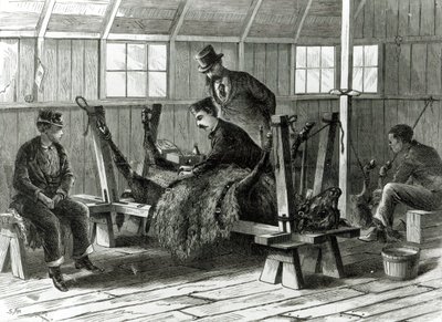 Tager virus fra kalven, illustration fra 