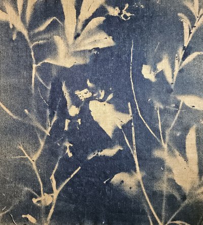 Blå botaniske skygger af Stefano Mazzolini