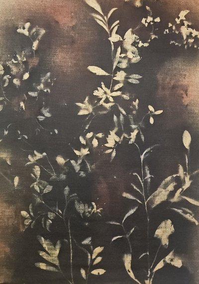 Mørke botaniske silhuetter af Stefano Mazzolini