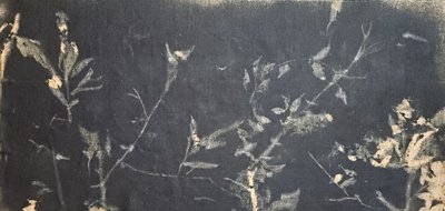 Mørk botanisk studie af Stefano Mazzolini