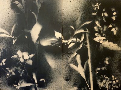 Æteriske botaniske former af Stefano Mazzolini