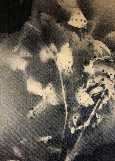 Æteriske botaniske former af Stefano Mazzolini