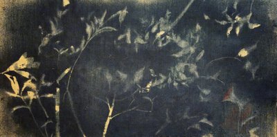 Botanisk studie i indigo af Stefano Mazzolini