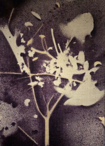 Lilla botanisk silhuet af Stefano Mazzolini