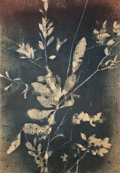 Vintageblå botaniske motiver af Stefano Mazzolini