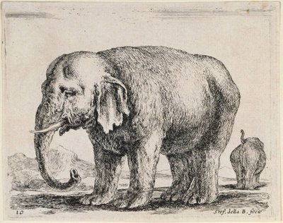 Elefant af Stefano della Bella