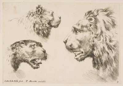 Heads of Three Lions, ca. 1641. af Stefano della Bella