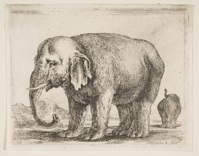 Plade 10: elefant, fra Diverse dyr Diversi animali, ca. 1641. af Stefano della Bella