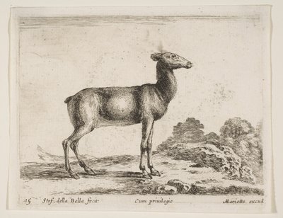 Tavle 15: då, fra Diverse dyr Diversi animali, ca. 1641. af Stefano della Bella
