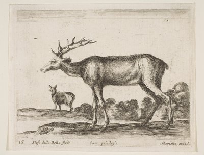 Tavle 16: kronhjort, fra Diverse dyr Diversi animali, ca. 1641. af Stefano della Bella