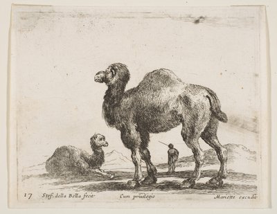 Tavle 17: kameler, fra Diverse dyr Diversi animali, ca. 1641. af Stefano della Bella