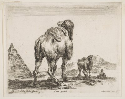 Plade 18: kamel set bagfra med pyramide til venstre, fra Diverse dyr Diver..., ca. 1641. af Stefano della Bella
