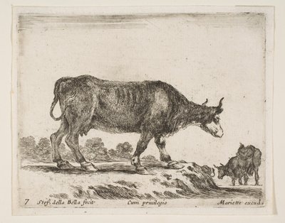Tavle 7: okse, fra Diverse dyr Diversi animali, ca. 1641. af Stefano della Bella