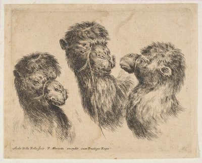 Tre kamelhoveder, ca. 1641. af Stefano della Bella