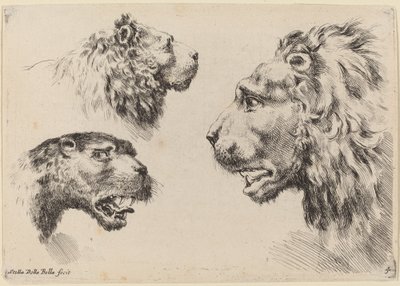 Tre løvehoveder, sandsynligvis 1649. af Stefano della Bella