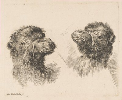 To kamelhoveder, ca. 1641. af Stefano della Bella