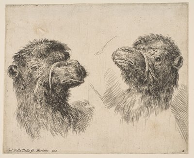 To kamelhoveder, ca. 1641. af Stefano della Bella