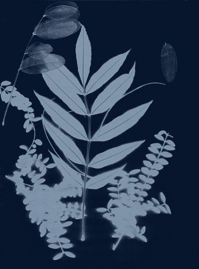 Cyan Foliage 01, 2017 (digital) af Stephen Dow