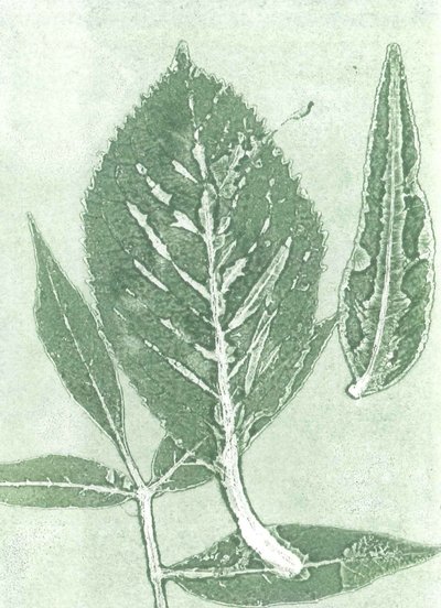 Gone IX, 2015 (monoprint på papir) af Stephen Dow