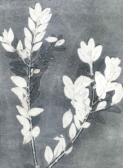 Midnight Garden III, 2015 (monoprint på papir) af Stephen Dow
