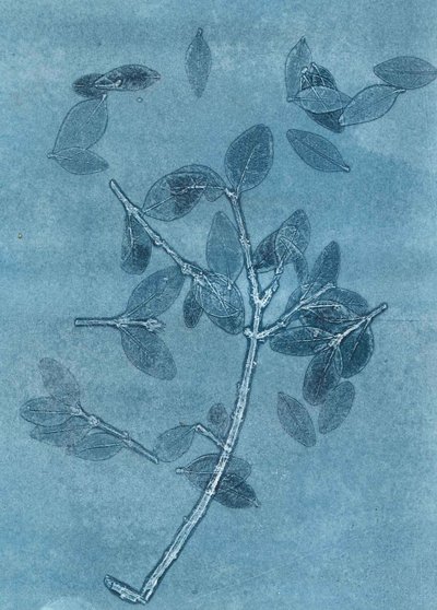 Midnight Garden I, 2015 (monoprint på papir) af Stephen Dow
