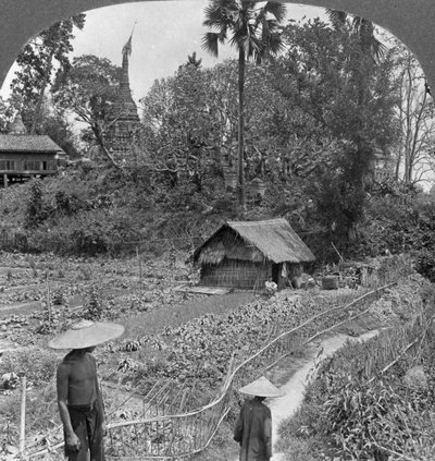 En køkkenhave midt i pagoder, Bhamo, Burma, 1908 af Stereo Travel Co