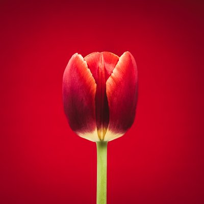 Portræt af en enkeltstående rød tulipan på en rød baggrund af Steve Gallagher