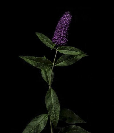 Lilla Buddleja, 2020 (foto) af Steve Gallagher