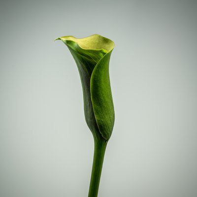 Enkelt grøn Calla Lily, 2020 (foto) af Steve Gallagher